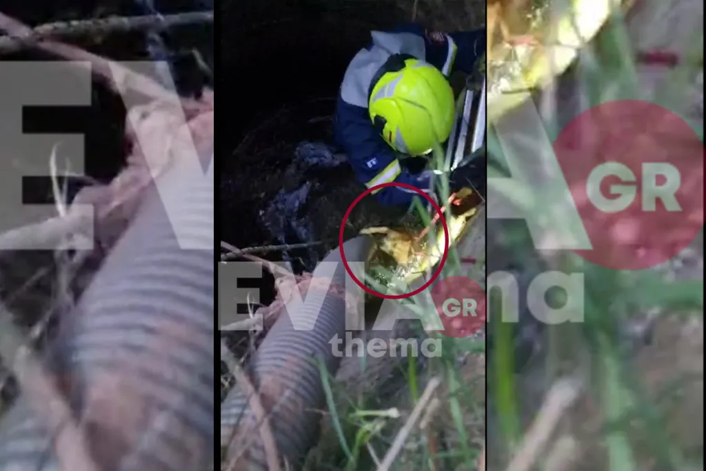 Εύβοια: Σκύλος έπεσε σε πηγάδι – Βίντεο από την διάσωση των εθελοντών