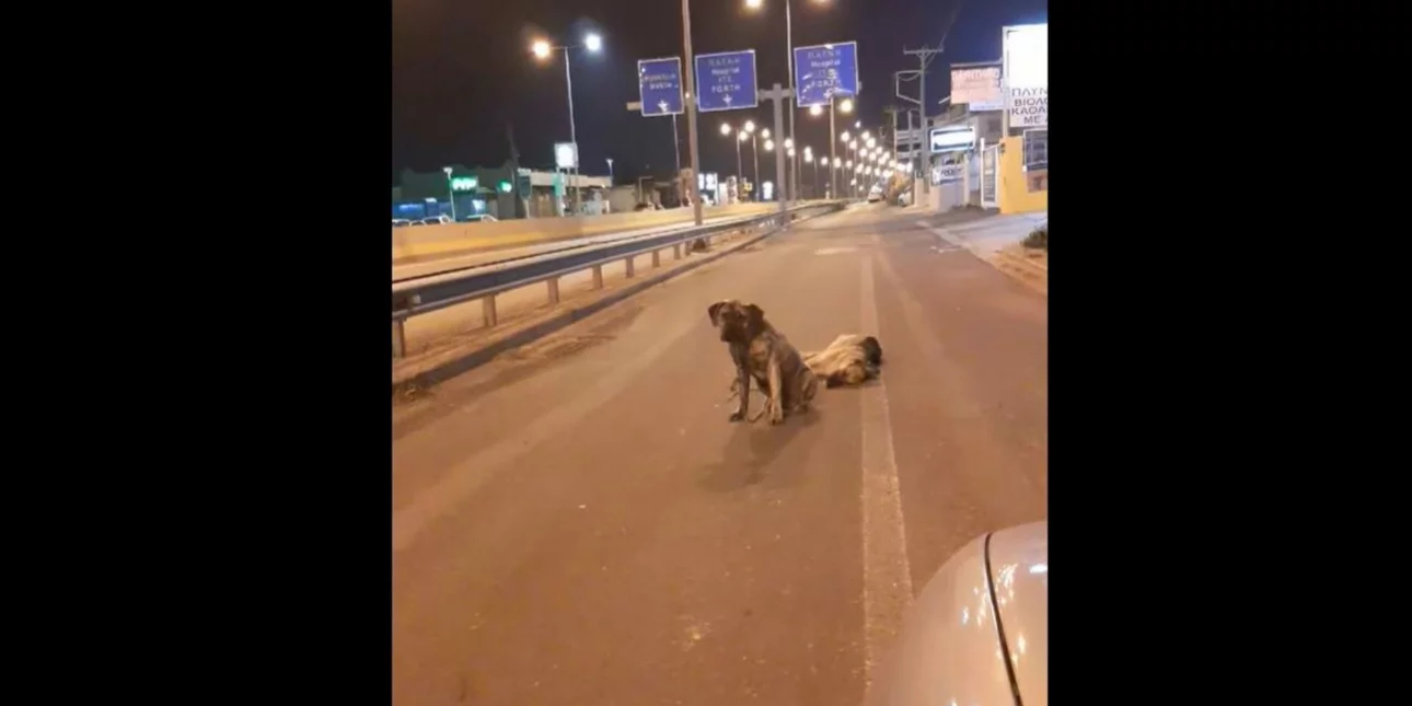Κρήτη: Σκύλος δεν εγκαταλείπει τον νεκρό τετράποδο φίλο του (βίντεο)