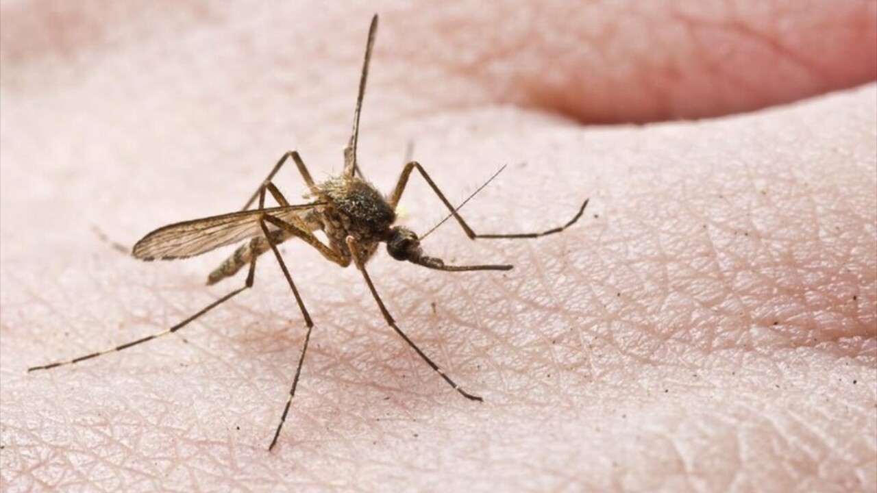 Σε συναγερμό οι αρχές της Αυστραλίας: Εμφάνιση κουνουπιών που μεταφέρουν έναν άγνωστο ιό