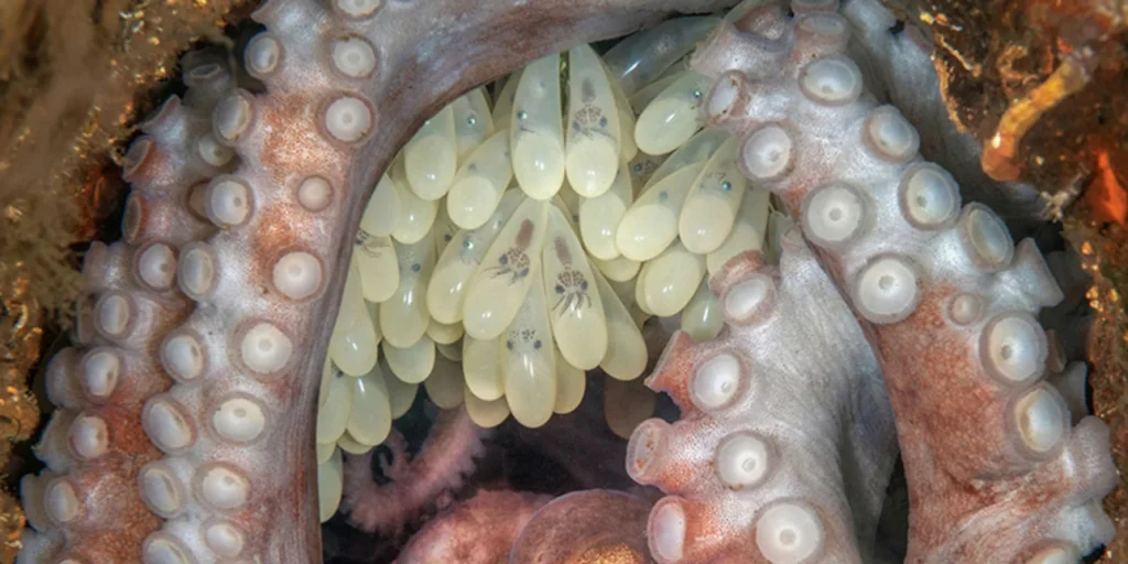 Φύση: Κορυφαία υποβρύχια φωτογραφία ένα χταπόδι που επωάζει τα αυγά του (φωτο)
