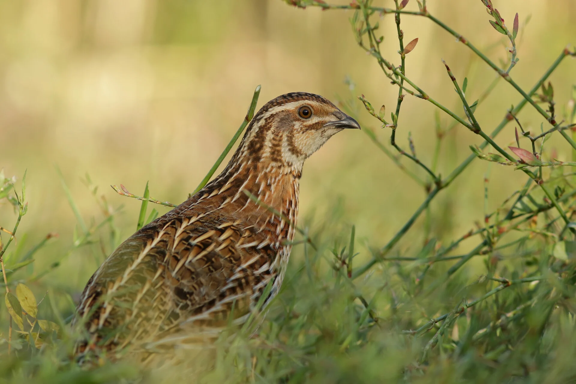 Βουλγαρία: Θανατώνει 25.000 ορτύκια λόγω της γρίπης των πτηνών με στόχο την μείωση των κρουσμάτων