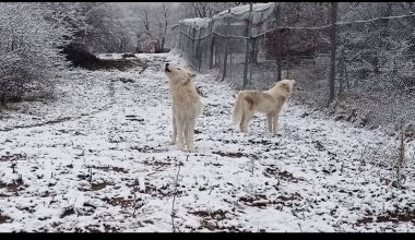 Αρκτούρος: Η «κραυγή-κάλεσμα» των λύκων στα πρώτα χιόνια (βίντεο)