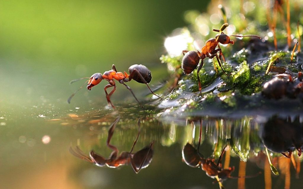Νέα έρευνα: Τα μυρμήγκια μπορούν να ανιχνεύσουν την μυρωδιά του καρκίνου στα ούρα