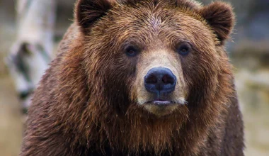 ΗΠΑ: Αρκούδα «μοντέλο» έβγαλε 400 σέλφι σε κάμερα παρακολούθησης της άγριας φύσης (βίντεο)