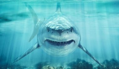 Φρικιαστικό σκηνικό στο Μεξικό: Λευκός καρχαρίας αποκεφάλισε δύτη μπροστά στα μάτια ενός ψαρά!