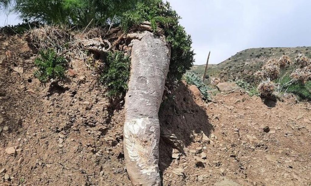 Ρέθυμνο: Το εύρημα ενός εκσκαφέα που άφησε άφωνους τους περαστικούς (φωτο)