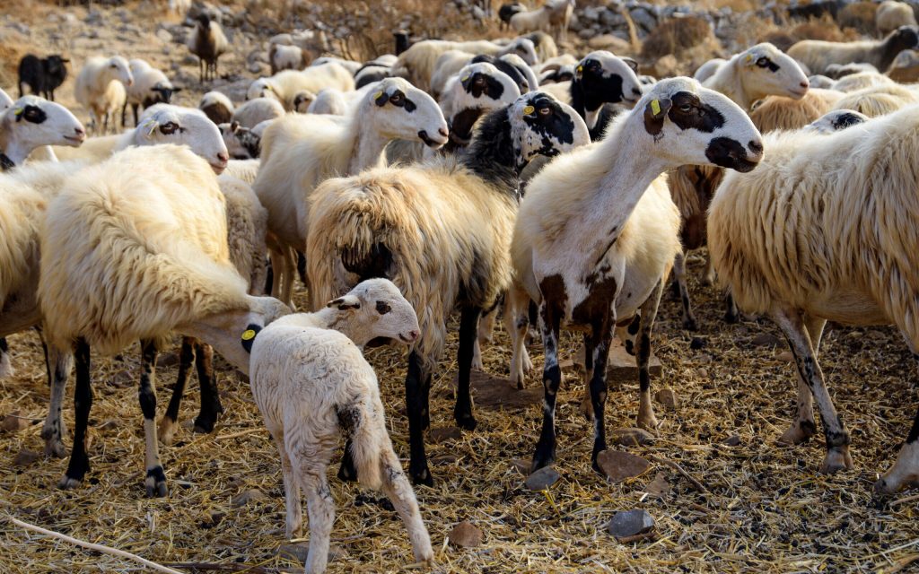 Κρούσματα ευλογιάς εντοπίστηκαν σε αιγοπρόβατα