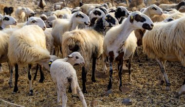 Κρούσματα ευλογιάς εντοπίστηκαν σε αιγοπρόβατα