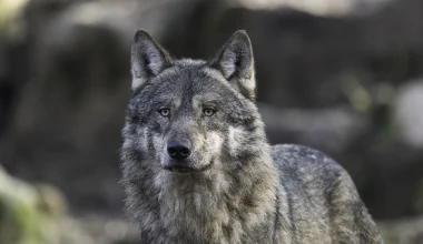Θεσσαλονίκη: Λύκοι Κατασπάραξαν κυνηγόσκυλο – Πληθαίνουν οι επιθέσεις στα ορεινά