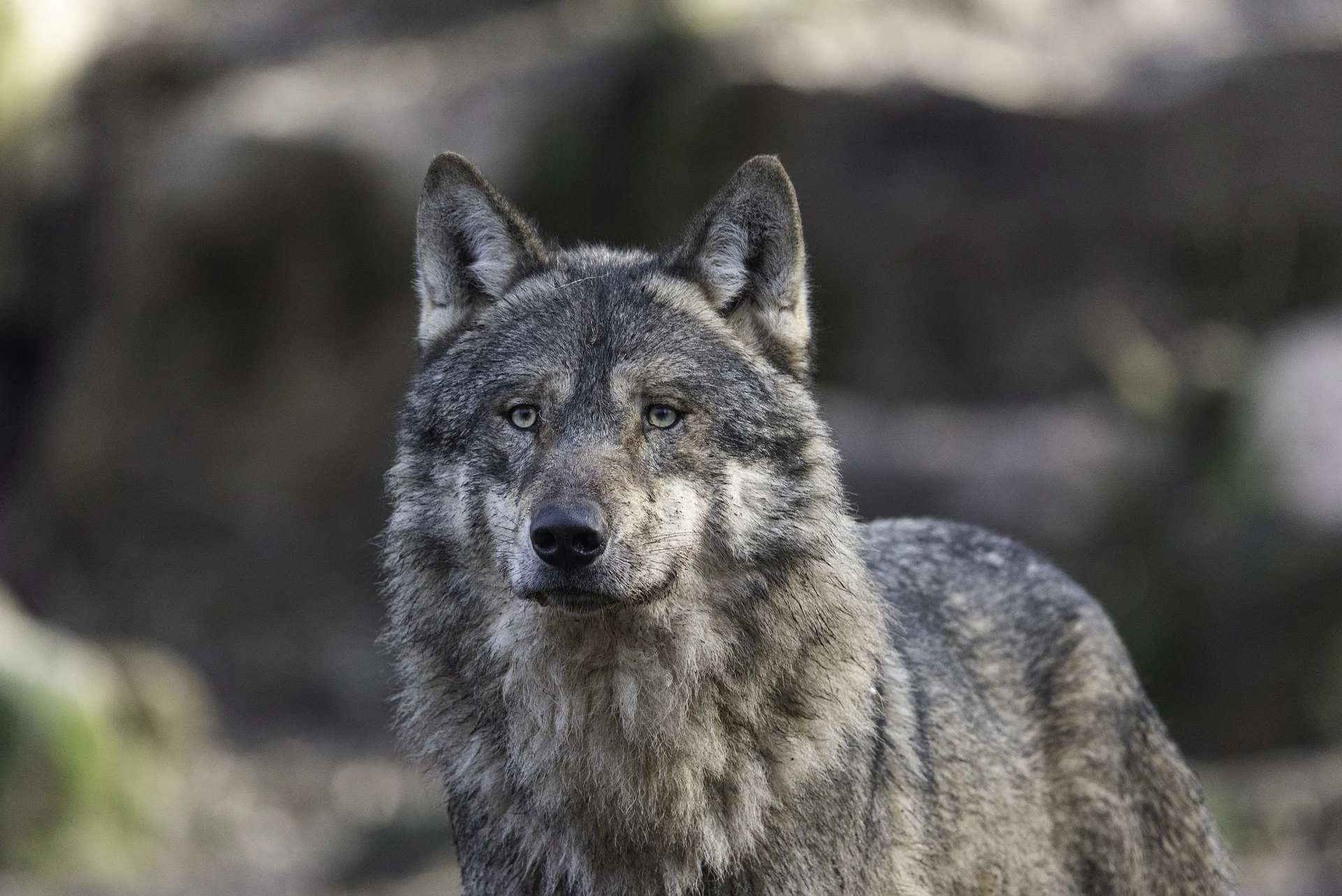 Θεσσαλονίκη: Λύκοι Κατασπάραξαν κυνηγόσκυλο – Πληθαίνουν οι επιθέσεις στα ορεινά