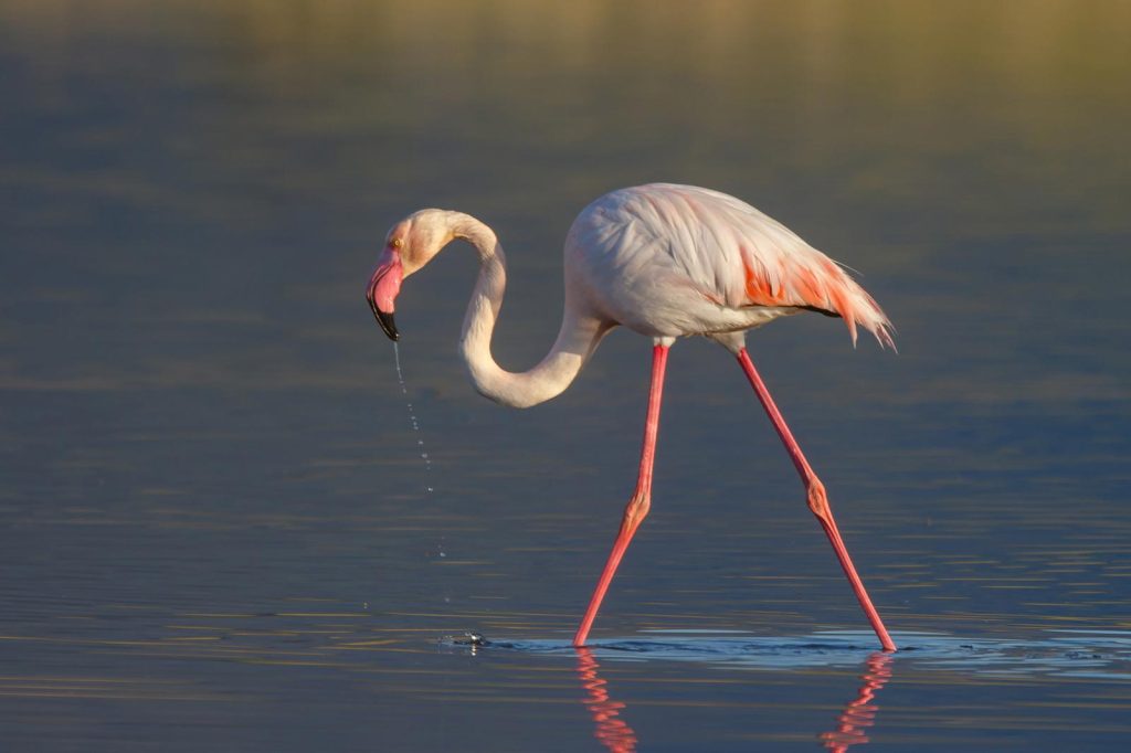 Μεσολόγγι: Ασυνείδητοι πυροβόλησαν φλαμίνγκο και άλλα πτηνά σε λιμνοθάλασσα (φώτο)