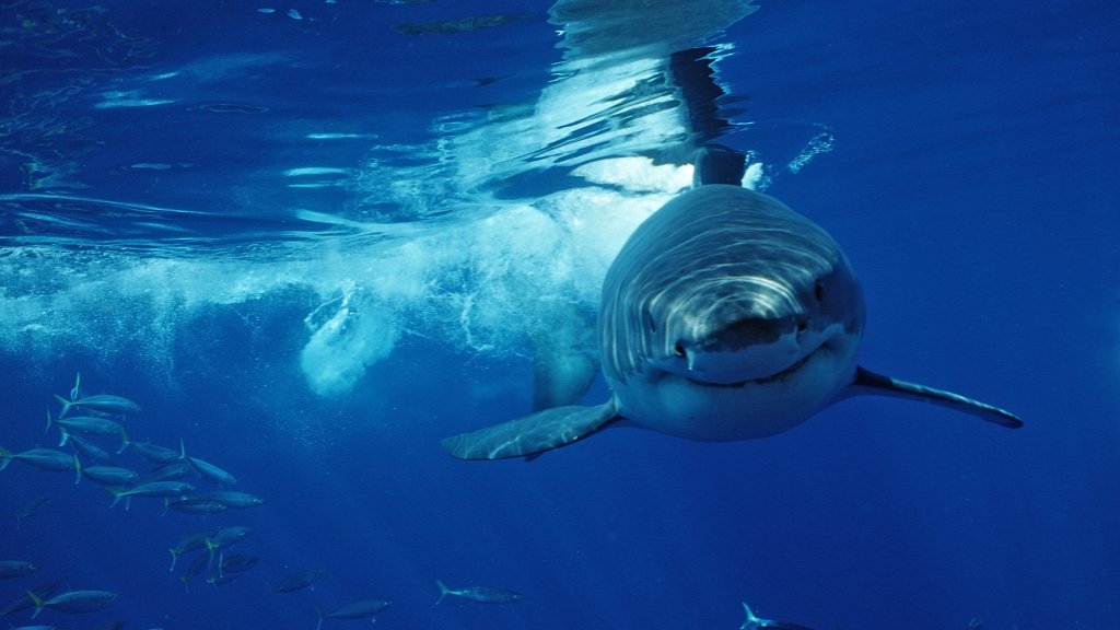 Μεξικό: Λευκός καρχαρίας αποκεφάλισε δύτη μπροστά στα μάτια ψαράδων (βίντεο)