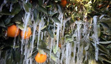 Αγρότες: Εφαρμογή προειδοποιήσεων παγετού θα παρουσιαστεί την επόμενη εβδομάδα