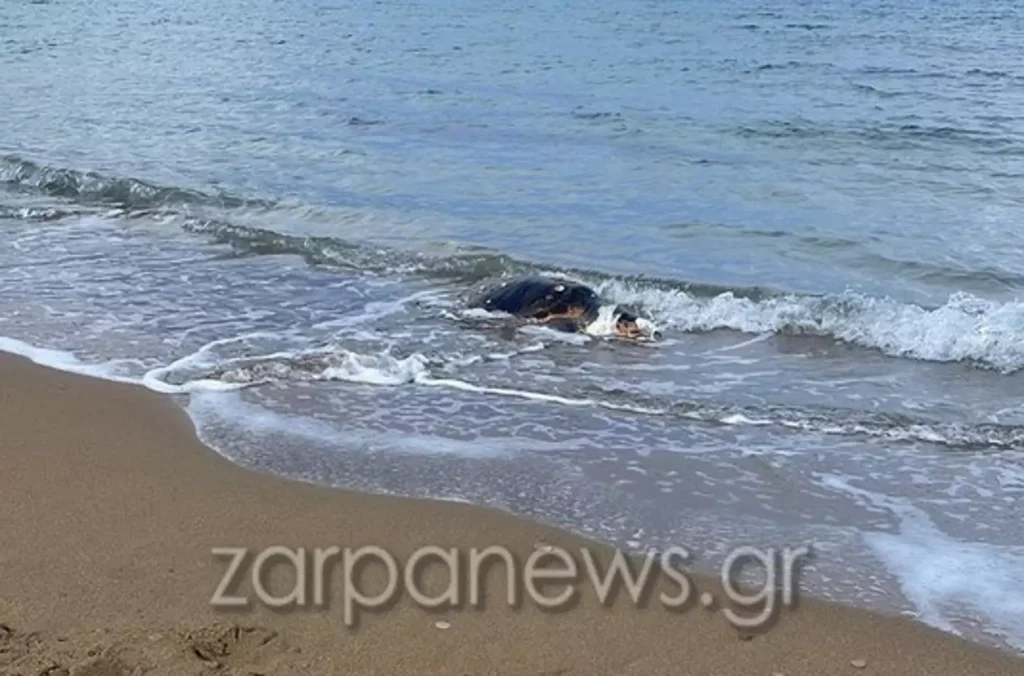 Χανιά: Τεράστια χελώνα ξεβράστηκε νεκρή σε παραλία – Σχεδόν 1 μέτρο το καβούκι της (φώτο)