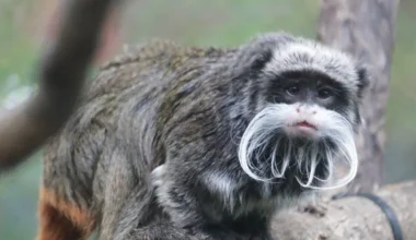 Ακόμη ένα μυστήριο σε ζωολογικό κήπο τον ΗΠΑ: Δυο σπάνιοι πίθηκοι εξαφανίστηκαν
