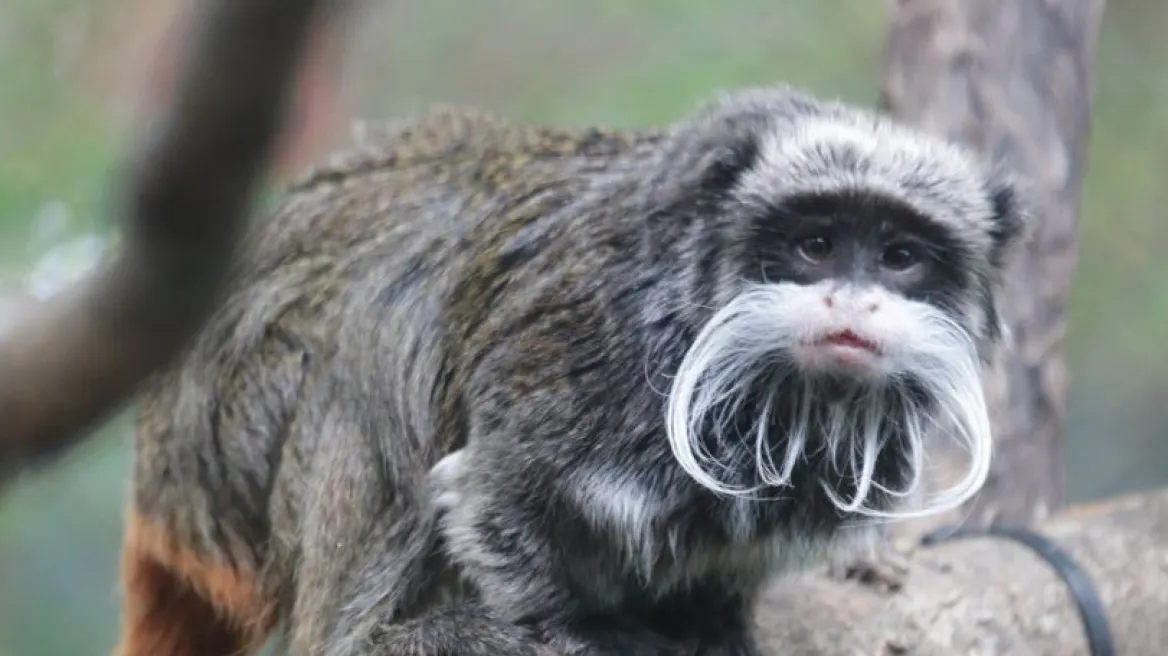 Ακόμη ένα μυστήριο σε ζωολογικό κήπο τον ΗΠΑ: Δυο σπάνιοι πίθηκοι εξαφανίστηκαν