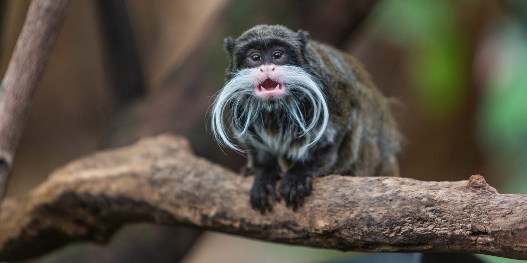 ΗΠΑ: Ζωντανοί βρέθηκαν οι δύο σπάνιοι πίθηκοι που είχαν εξαφανιστεί μυστηριωδώς – Επέστρεψαν στον ζωολογικό κήπο του Ντάλας