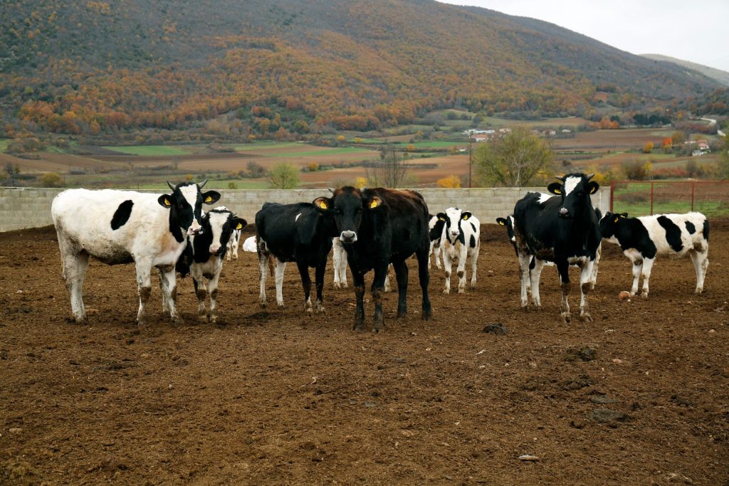 Τρεις «σούπερ αγελάδες» που παράγουν πολύ περισσότερο γάλα κλωνοποίησε η Κίνα