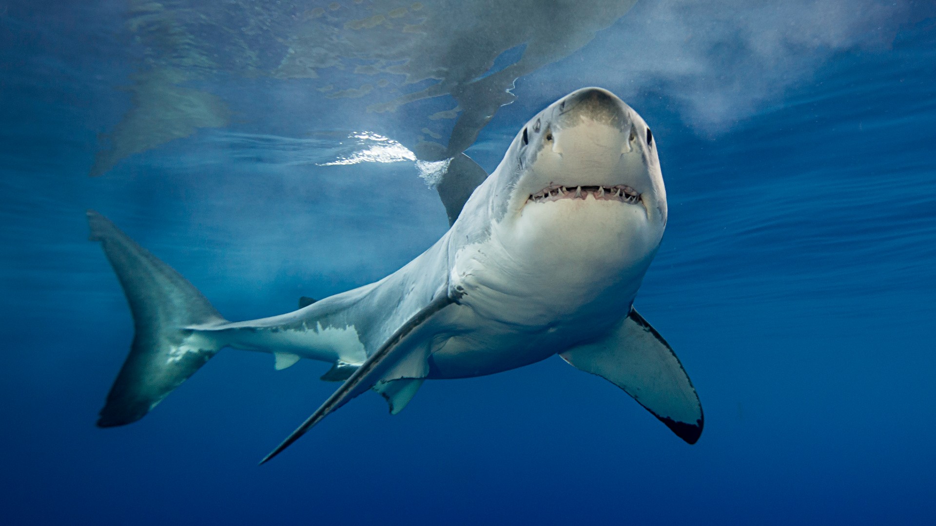 Κεφαλονιά: Βρέθηκε δόντι καρχαρία 23.000.000 ετών – Η τιμή πώλησης ξεκινάει στα 962.000€ (φωτο)
