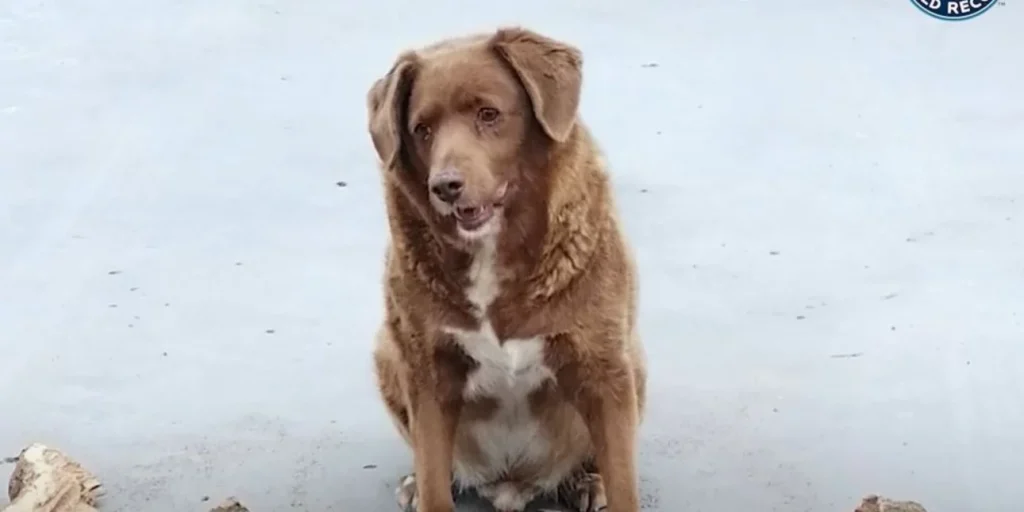 Αυτός είναι ο γηραιότερος σκύλος στον κόσμο και ζει σε μια φάρμα στην Πορτογαλία (φωτο)