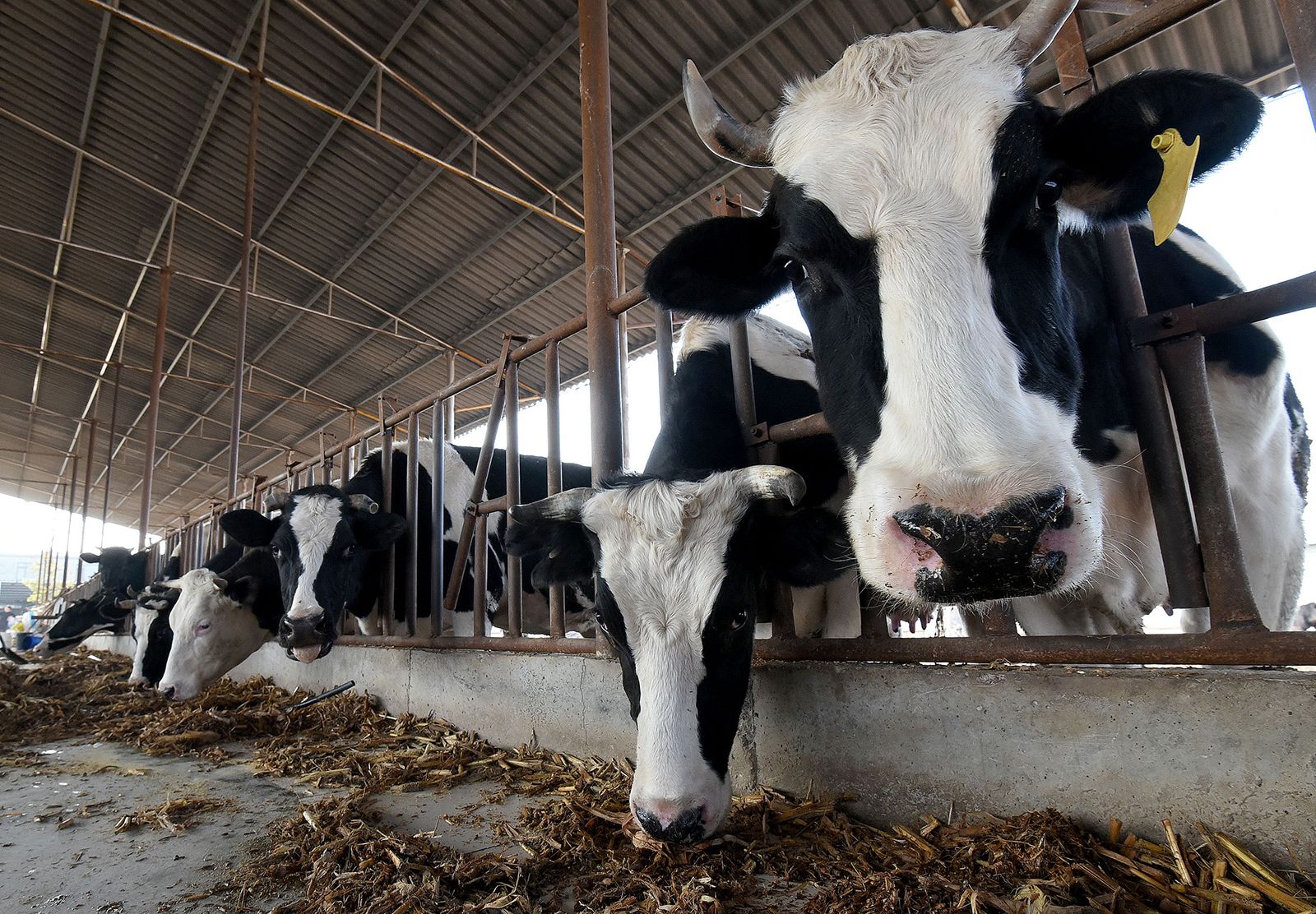 Έρχονται οι σούπερ-μεταλλαγμένες αγελάδες: Θα παράγουν ετησίως 18 τόνους γάλακτος!