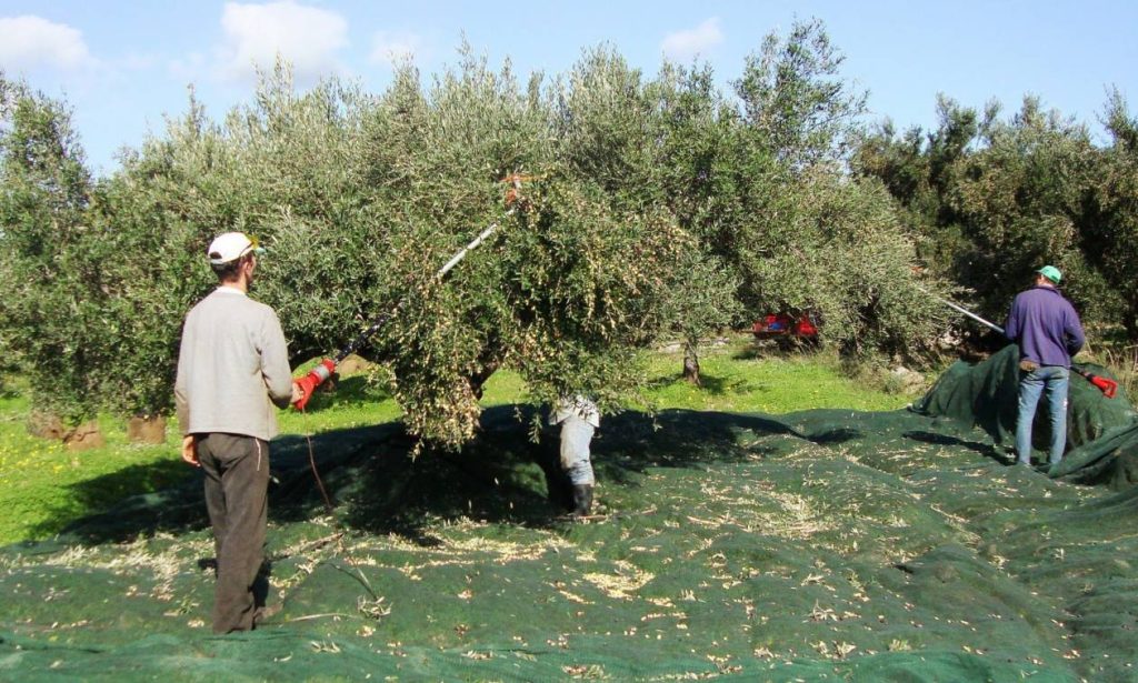 Κρήτη: Άνδρας μάζευε ελιές από ξένα χωράφια και τις πουλούσε – Είχε καταφέρει να συγκεντρώσει χιλιάδες ευρώ