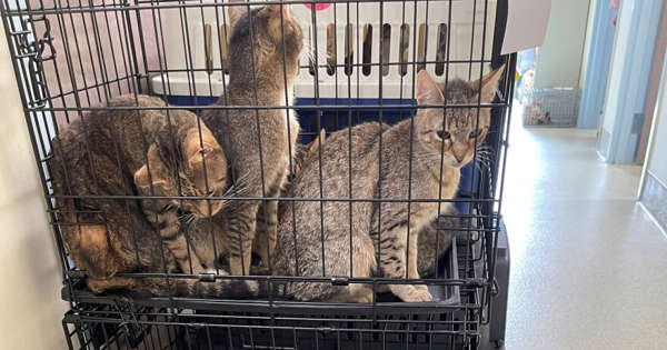ΗΠΑ: Τουλάχιστον 150 πεινασμένες γάτες και δυο πτώματα βρέθηκαν σε σπίτι στη Νέα Υόρκη