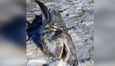 «Κατεψυγμένος» καρχαρίας ξεβράστηκε σε παραλία της Μασαχουσέτης