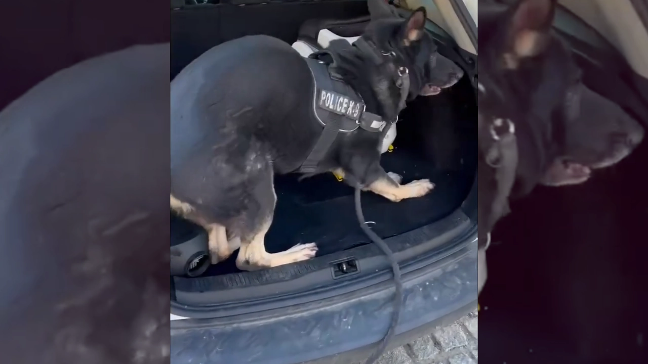 Θεσσαλονίκη: Έκρυψε ναρκωτικά σε παιδικό κάθισμα αυτοκινήτου και τα ξετρύπωσε ο αστυνομικός σκύλος Ακύλας (Βίντεο)