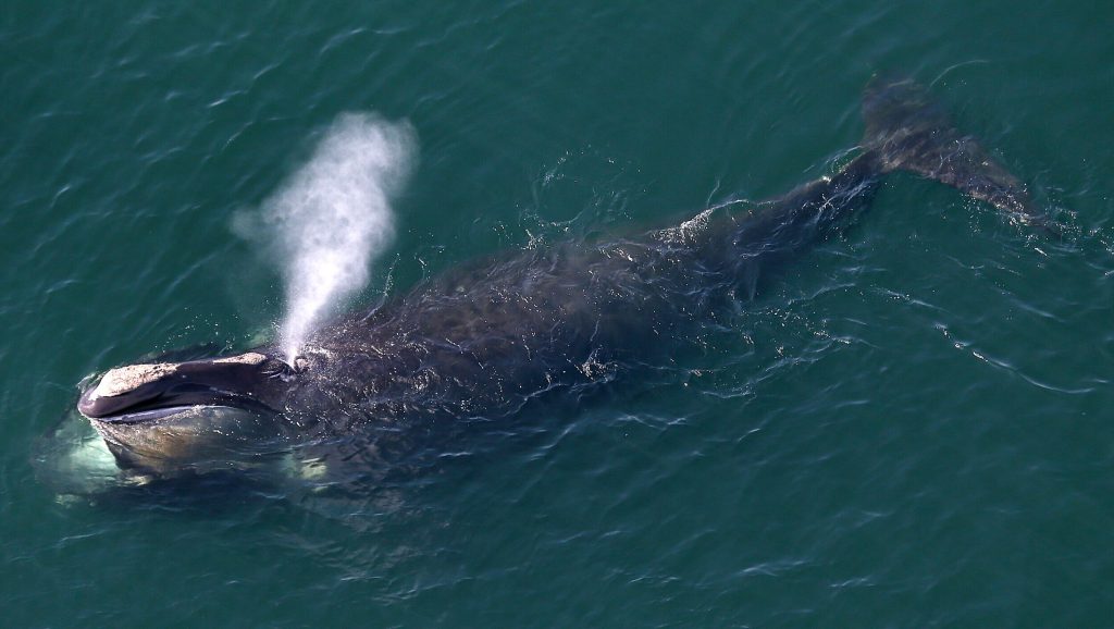 Φάλαινα του Βορείου Ατλαντικού ταξίδεψε πάνω από 1.200 χιλιόμετρα παγιδευμένη σε αλιευτικά εργαλεία