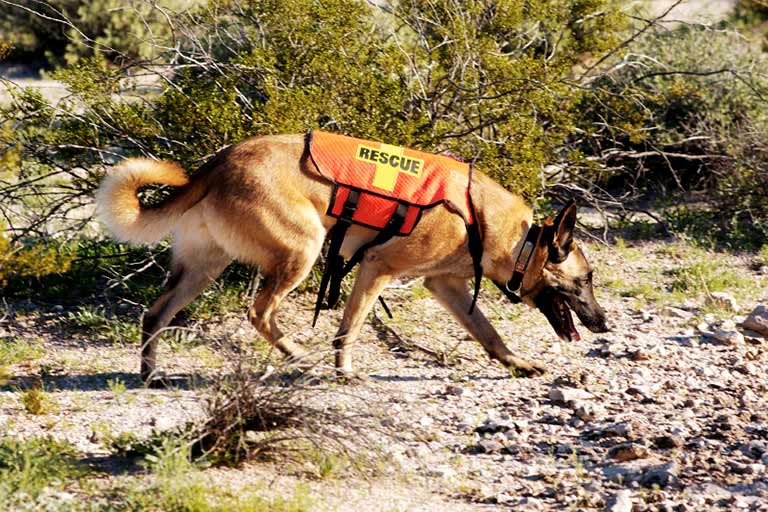 Τουρκία: Η ΕΕ έστειλε 1.485 άτομα και 100 σκύλους έρευνας και διάσωσης στη ζώνη του σεισμού
