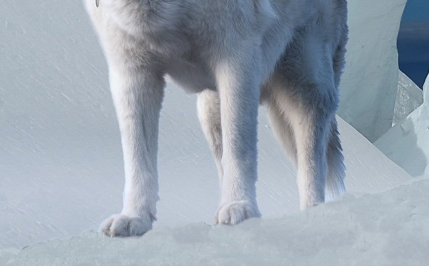 Φρίκη στο Βόλο: Σκύλος εντοπίστηκε αποκεφαλισμένος στα χιόνια (φωτο)
