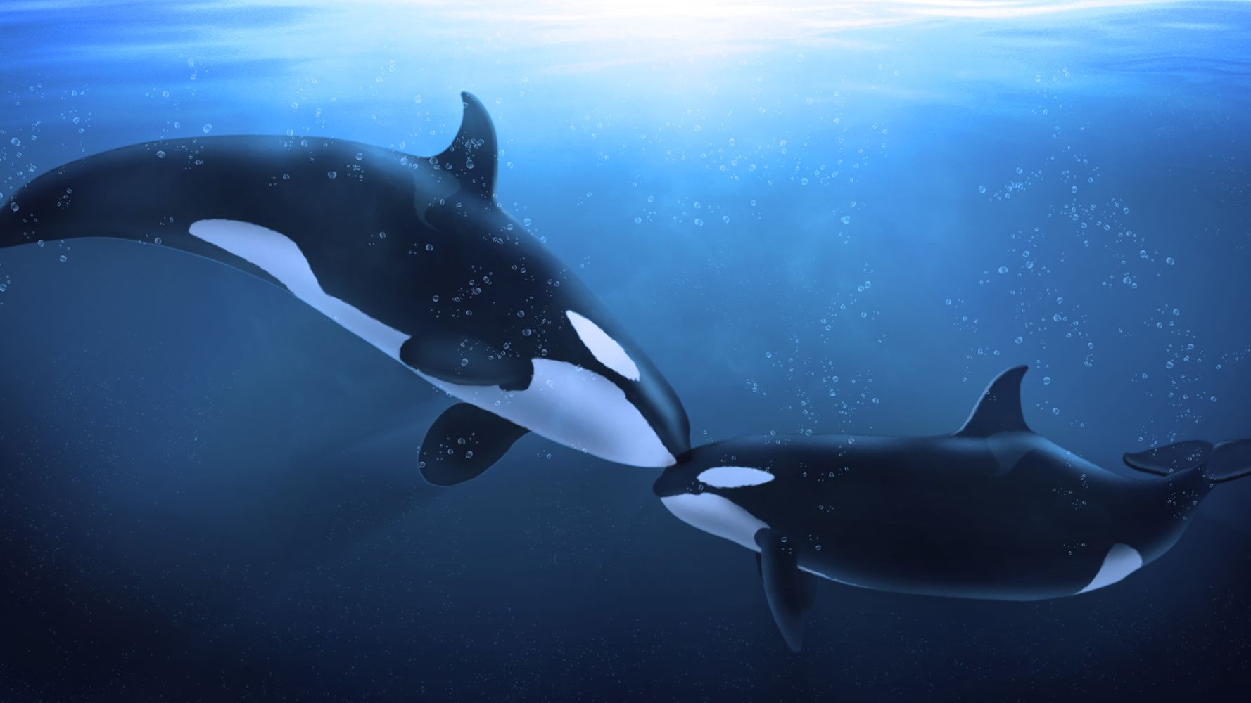 Φάλαινα όρκα: Η μητέρα κάνει τεράστια θυσία για τα αρσενικά μικρά της – Όχι όμως και για τα θηλυκά