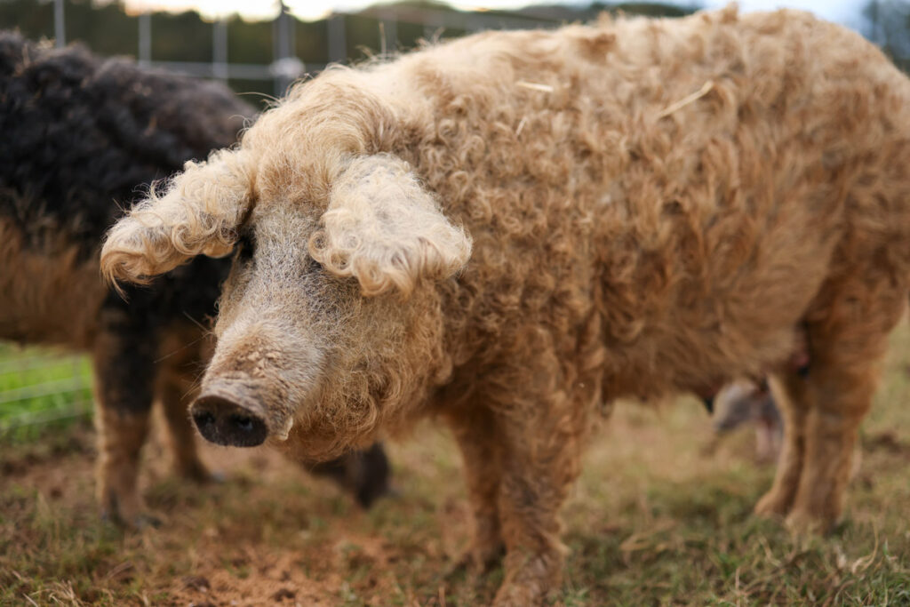 Mangalitsa: Το αστείο ζώο που είναι διασταύρωση… γουρουνιού και πρόβατου (φωτο)