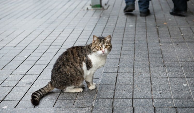 Παλλήνη: Άγνωστος έγδαρε ζωντανή γάτα – Σκοτώνει συστηματικά αδέσποτα