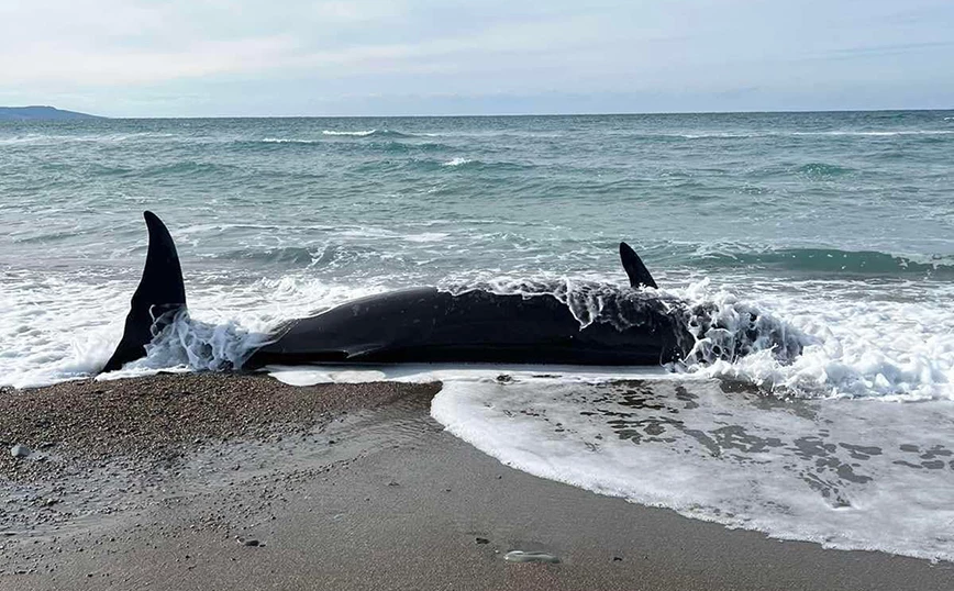Νεκρές φάλαινες ξεβράστηκαν στις ακτές της Κύπρου μετά τον σεισμό στην Τουρκία (βίντεο)