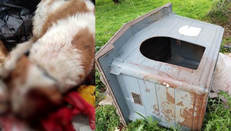 Φρίκη στα Χανιά: Σκότωσαν σκύλο και τον πέταξαν στα σκουπίδια (φωτο)