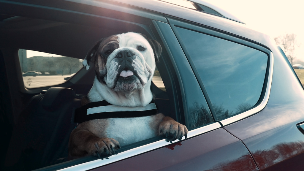 Όλα όσα πρέπει να γνωρίζετε για να μεταφέρετε το σκύλο σας με ασφάλεια στο αυτοκίνητο