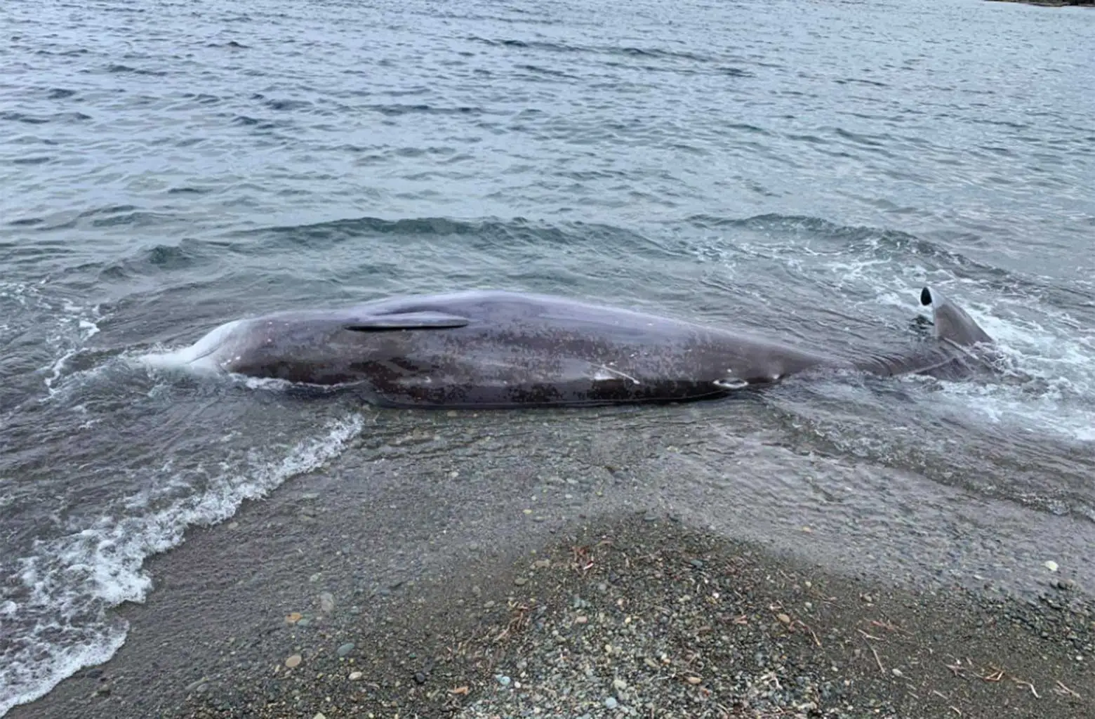 Κύπρος: Πού οφείλονται οι μαζικοί εκβρασμοί φαλαινών στις ακτές (βίντεο)