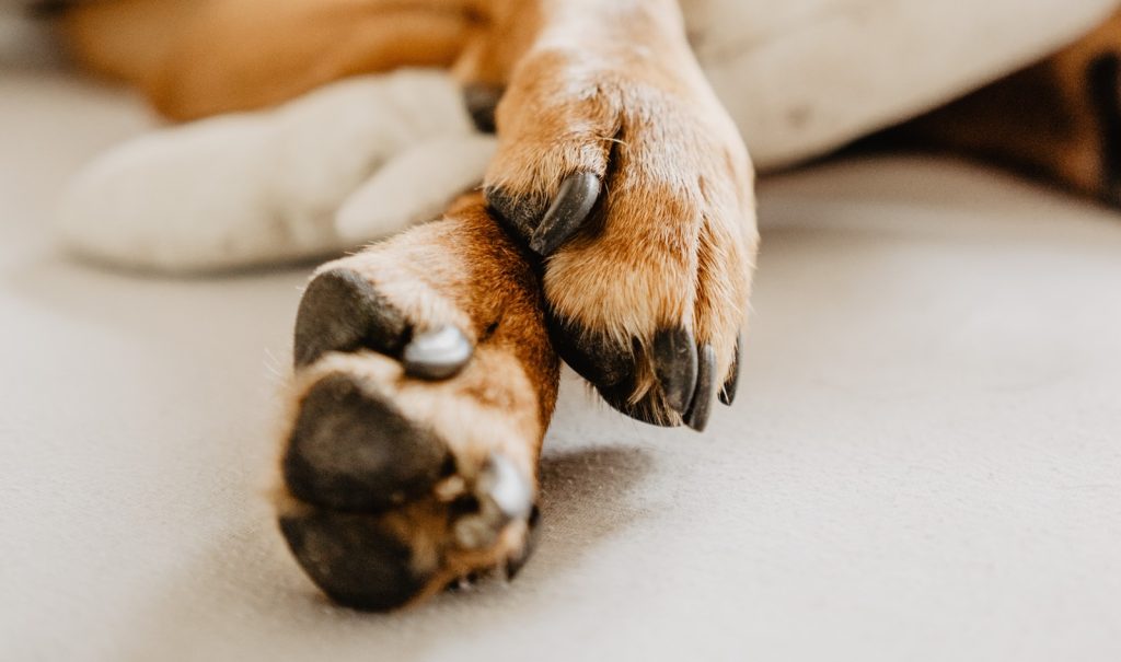 Ηγουμενίτσα: «Έφυγε» από τη ζωή η θρυλική σκυλίτσα «ΛΕΣΥ» του λιμεναρχείου Ηγουμενίτσας (φώτο)