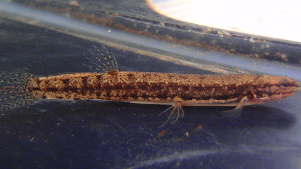 Salamanderfish: Το παράξενο ψάρι που ζει ακόμη και στην ξηρά! (φωτο)