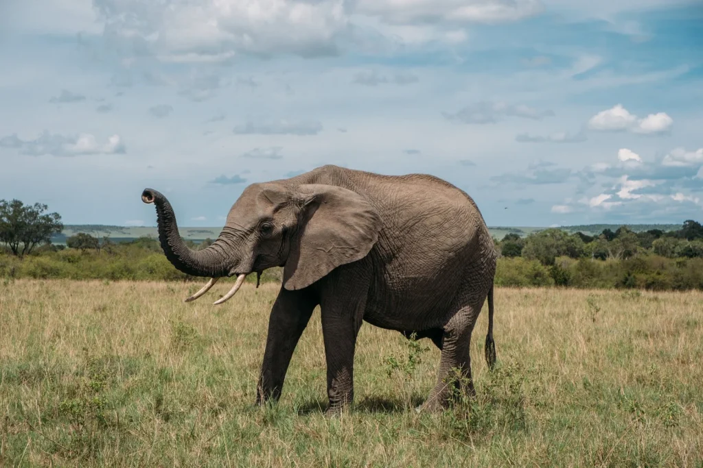 Ουγκάντα: Ελέφαντας επιτέθηκε σε αγρότες και σκότωσε έναν από αυτούς