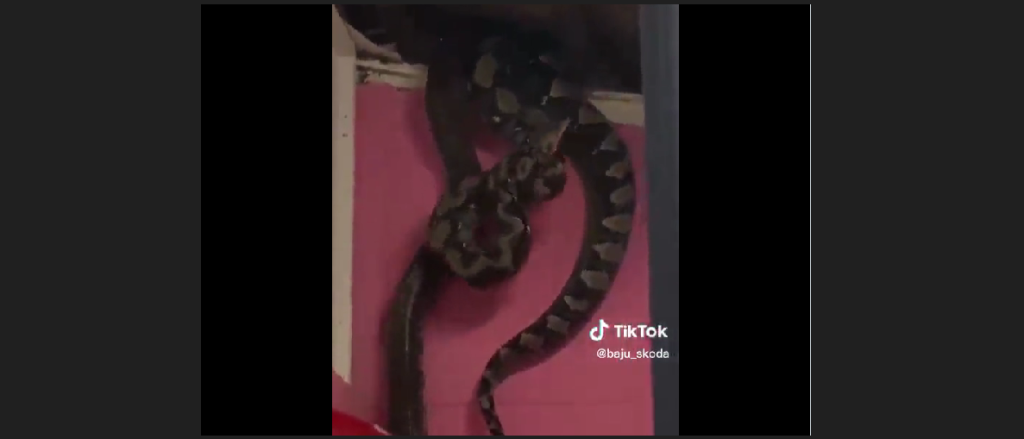 Μαλαισία: Η τρομακτική στιγμή που τρία γιγαντιαία φίδια πέφτουν από την οροφή σπιτιού (βίντεο)