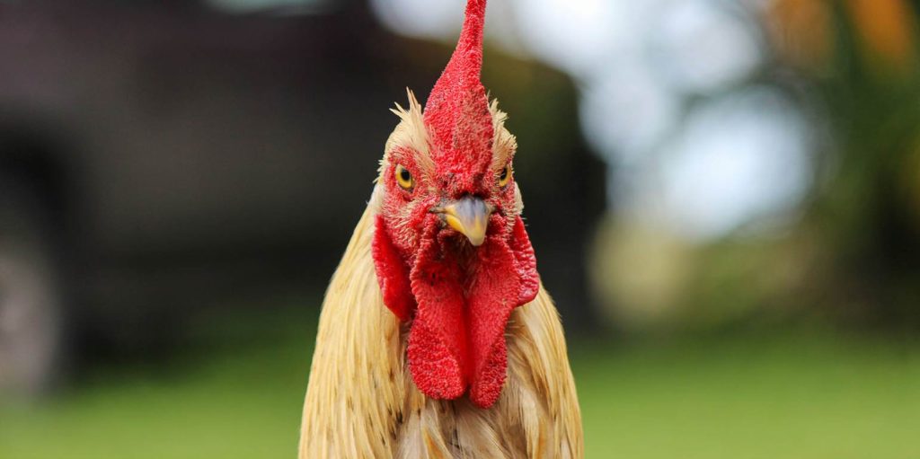 Ιρλανδός βρήκε τραγικό θάνατο μετά από… επίθεση κόκορα