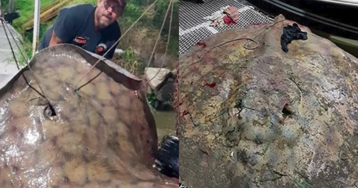 Αργεντινή: Ψαράς έπιασε σαλάχι 250 κιλών (βίντεο)