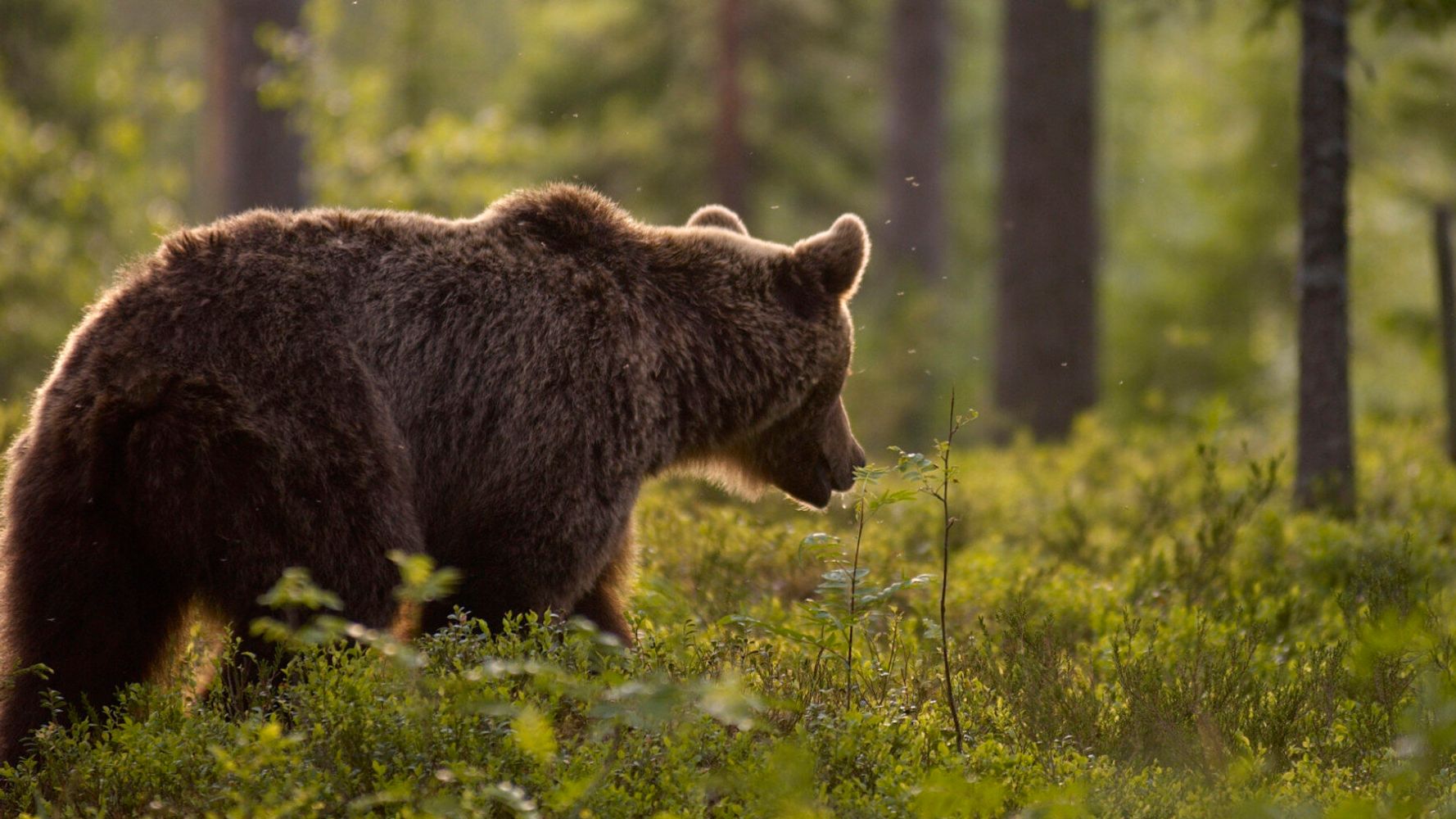 Καβάλα: Αρκούδα «βγήκε» για βόλτα στο χωριό Λυκόστομο