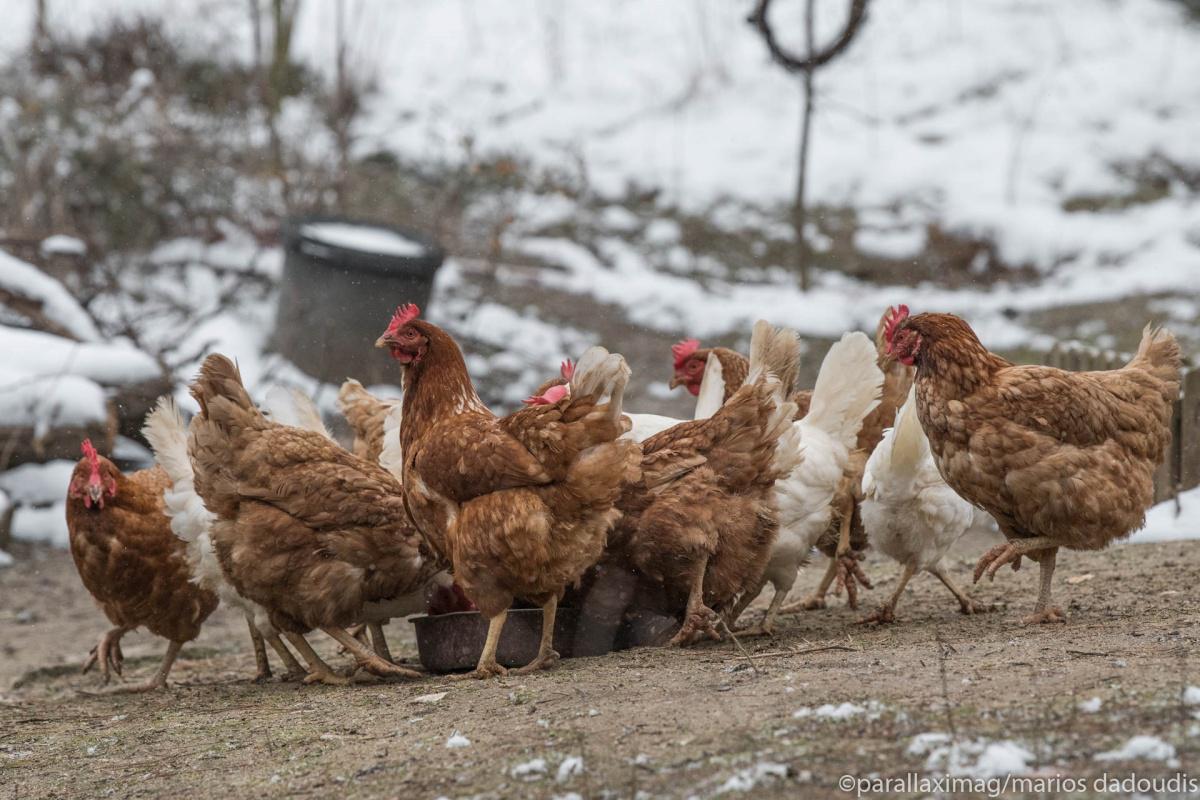 Ειδικοί κανόνες από την ΕΕ για τον έλεγχο της γρίπης των πτηνών