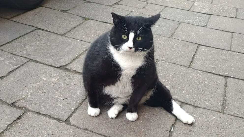 Πολωνία: Ο γάτος – Gacek έχει γίνει το κορυφαίο τουριστικό αξιοθέατο της πόλης Στσέτσιν (φώτο)