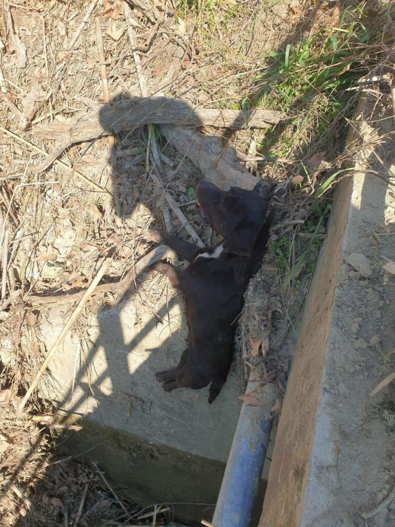 Αποτρόπαιο θέαμα στην Ηλεία: Άγνωστοι κρέμασαν σκυλί σε γέφυρα έξω από το χωριό Αρβανίτη