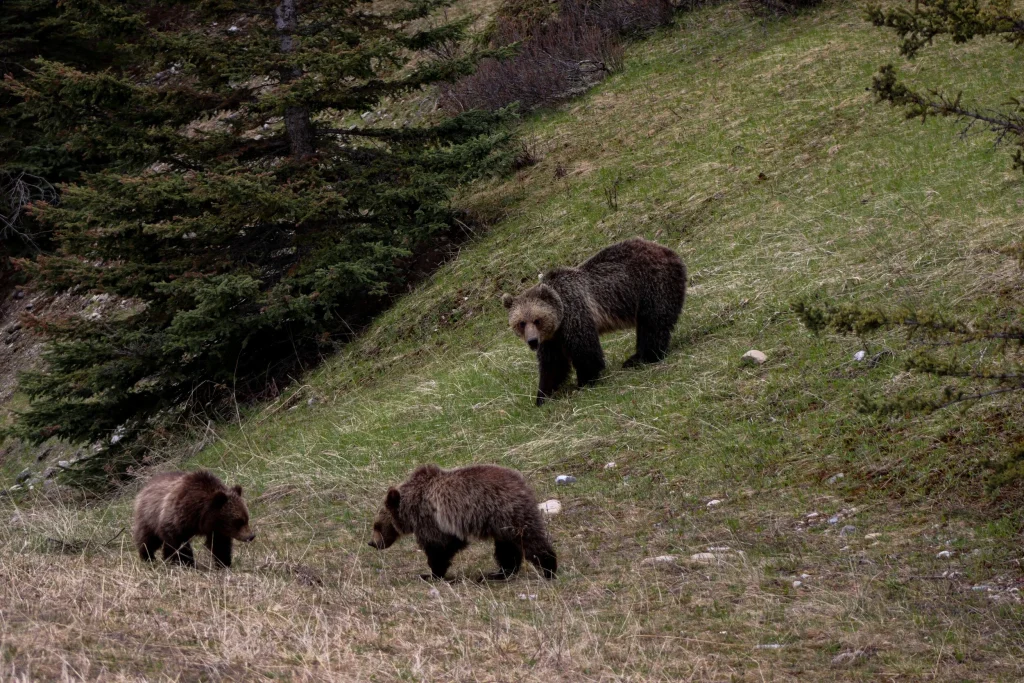 Καστοριά: Εντοπίστηκε σε χωράφι αρκούδα με δύο νεογέννητα – Επιχείρηση από ομάδα επέμβασης (φωτό)